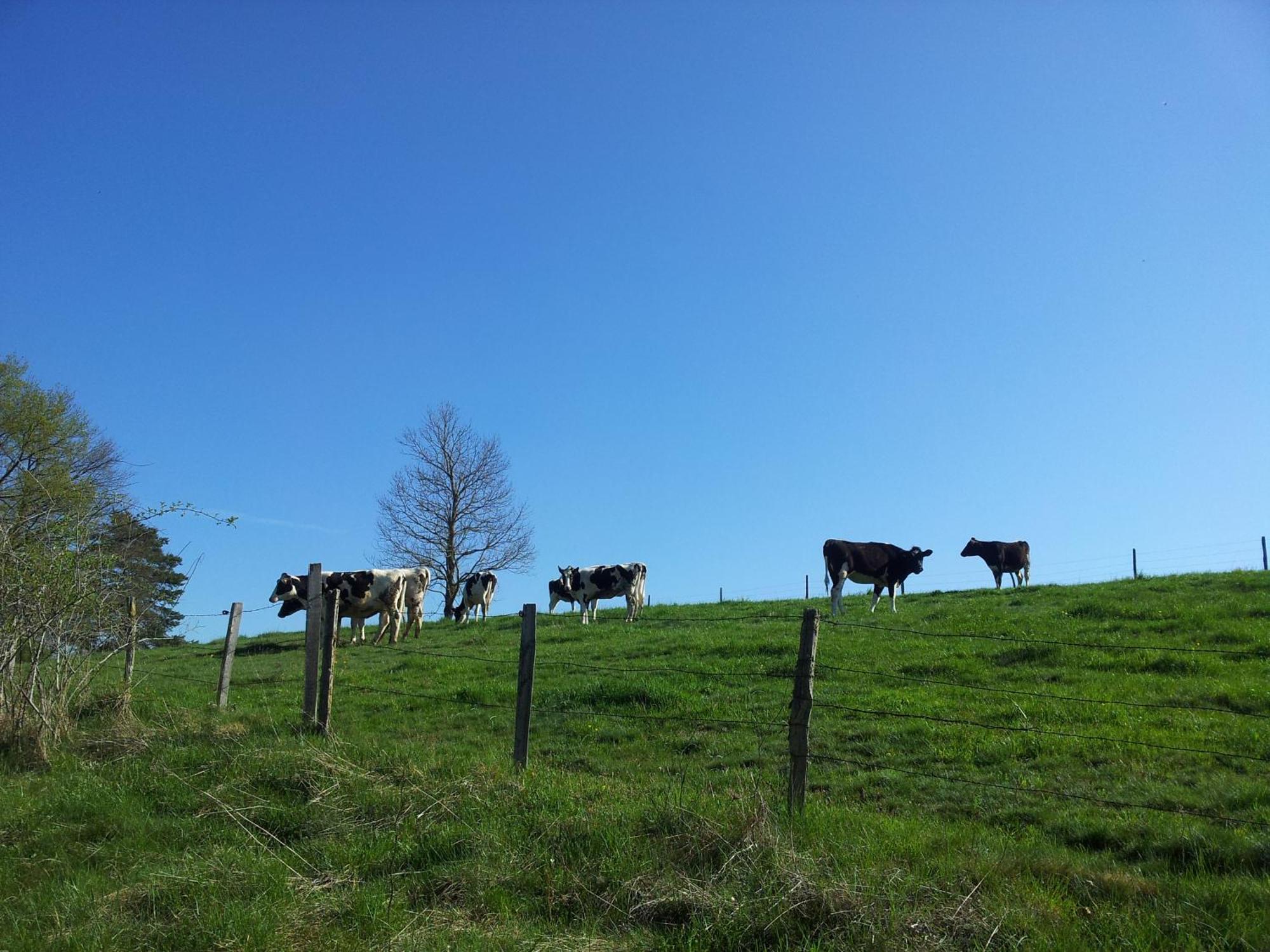 BeauzacGite La Grange De L'Effraie别墅 外观 照片